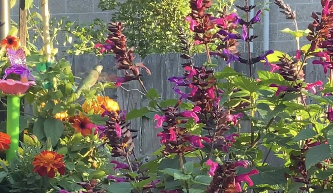 Homeowner captures heartwarming video of stunning backyard visitor: ‘This is precious’ One gardener shared a stunning video of a hummingbird flitting among their flowers.