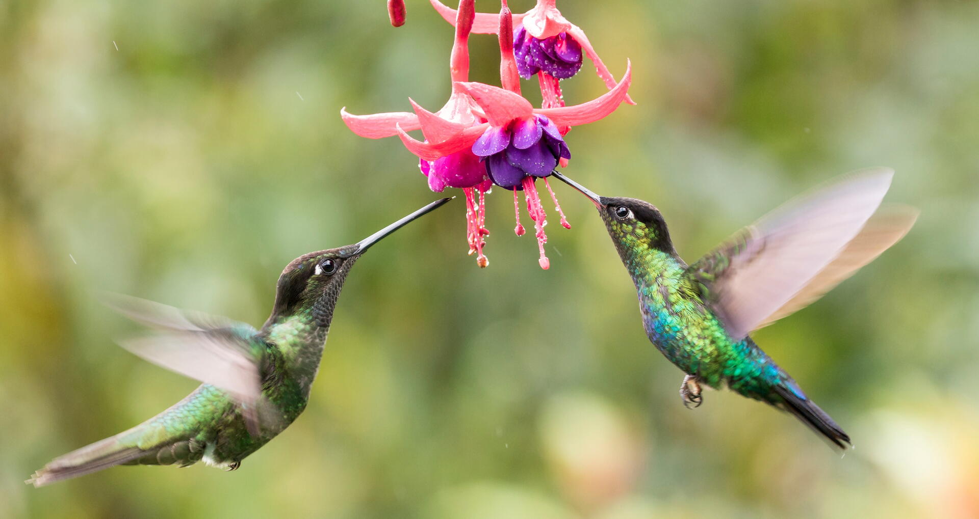 Hummingbirds sucking nectar out of the fuchsia flowers i
