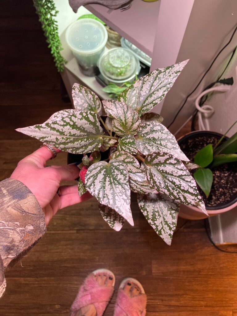 ID please (3rd time trying to post this 😖)