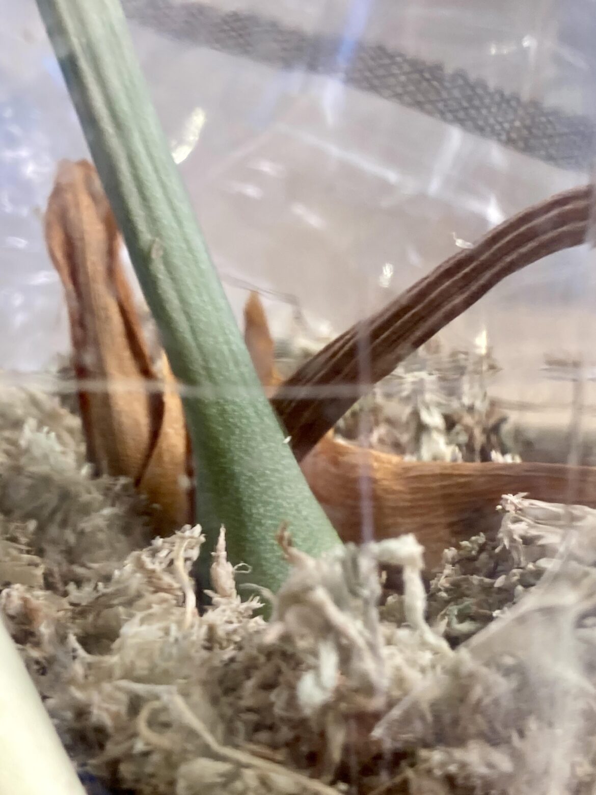 Is this a root?!? 🙏 Is this a root?!? 🙏