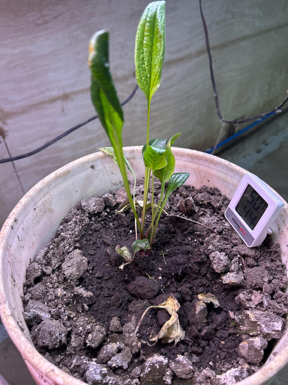 How does my purple coneflower look?