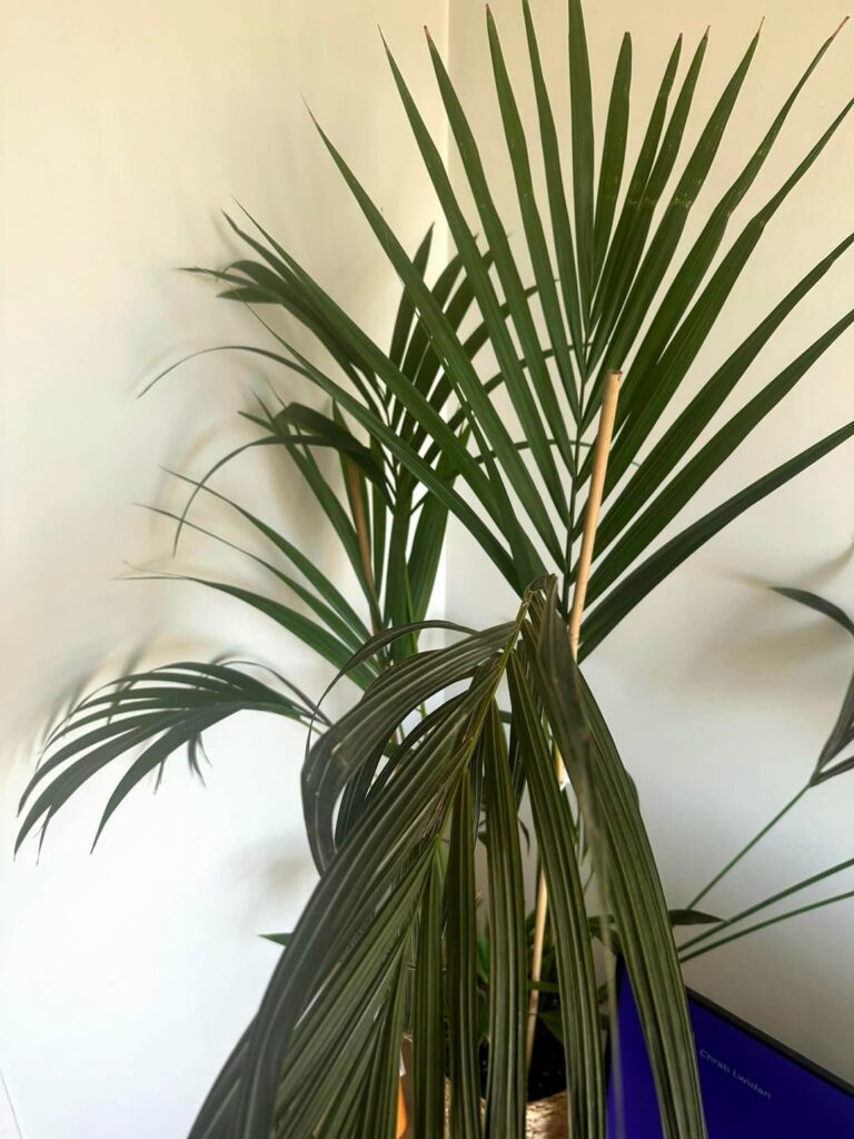 Help my Kentia Palm is drying out! Help my Kentia Palm is drying out!