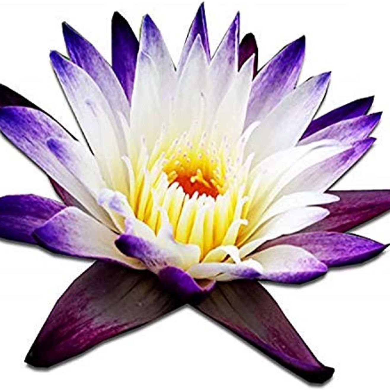 (nymphaea Purple Joy) Tropical Water Lily Tuber Live Aquatic Plants for Freshwater Fish Pets Pond Balcony Decorations by Greenpro