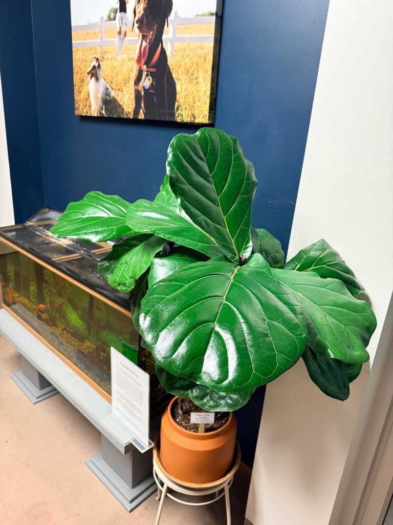 I finally figured it out!