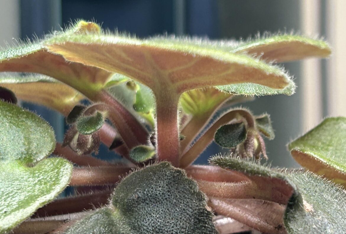 EK Scarborough first buds ❤️