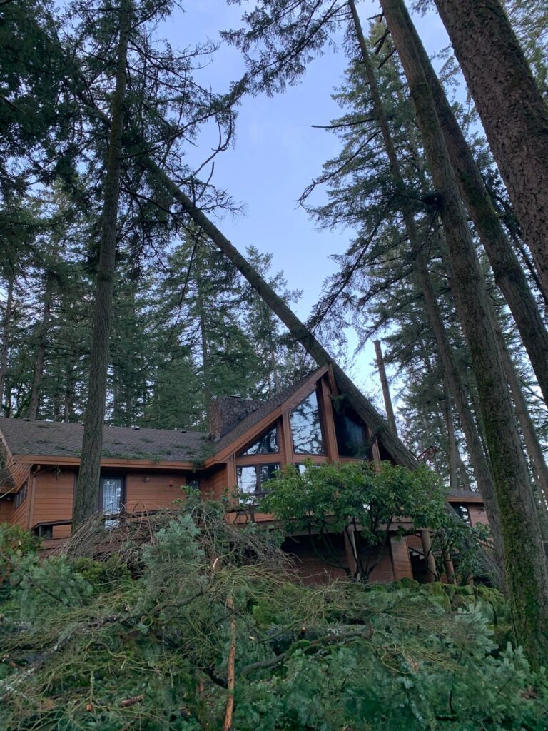 Would you let a climber with 9m experience take down this hazard tree?