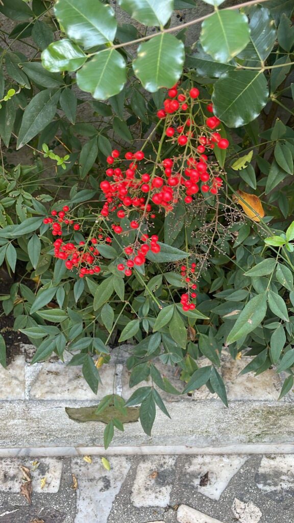 Whats’s this plant with red berries? (Türkiye)