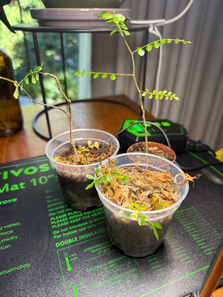 Stem propagation success!