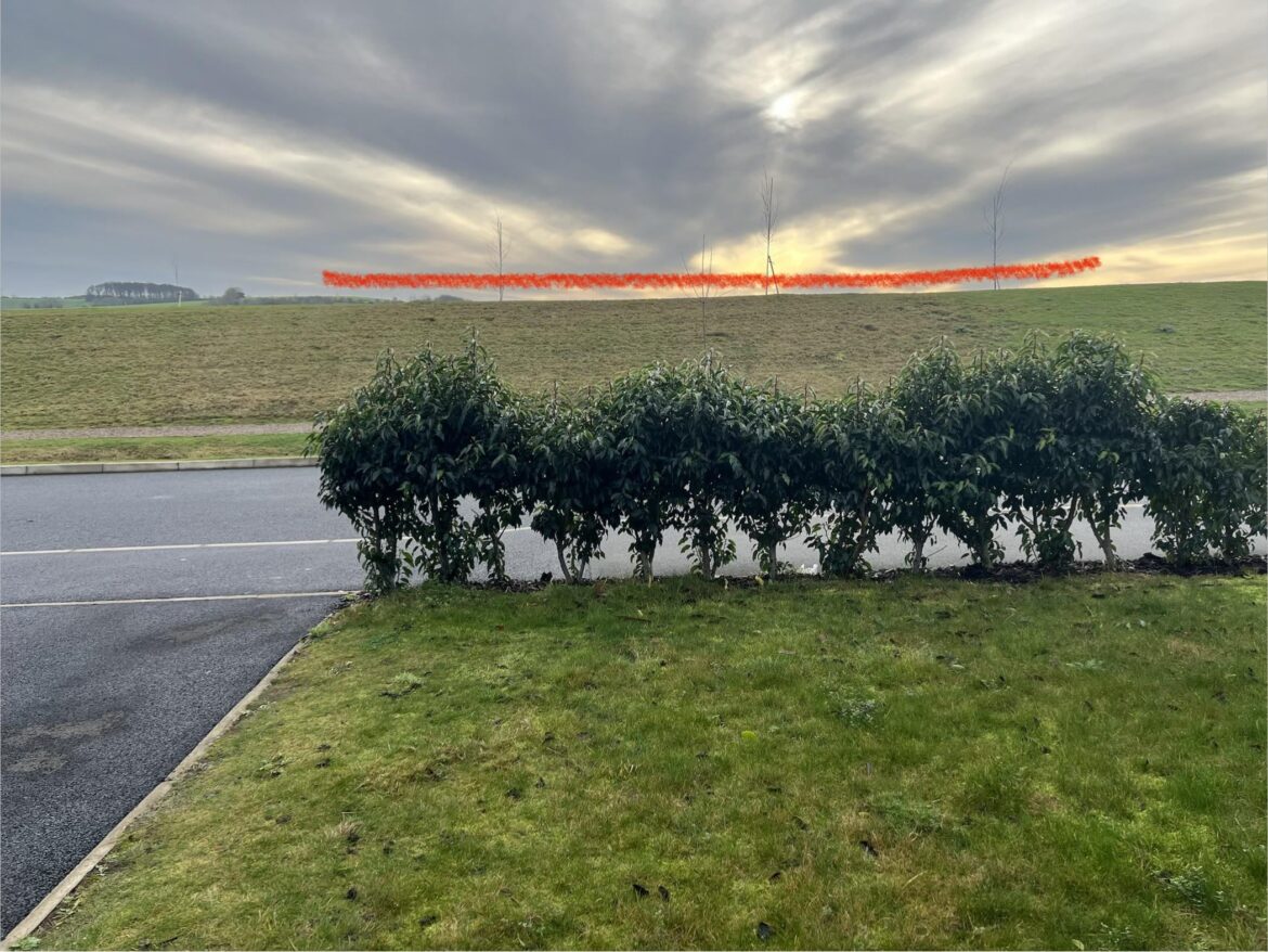 Pruning advice - Portuguese Laurel