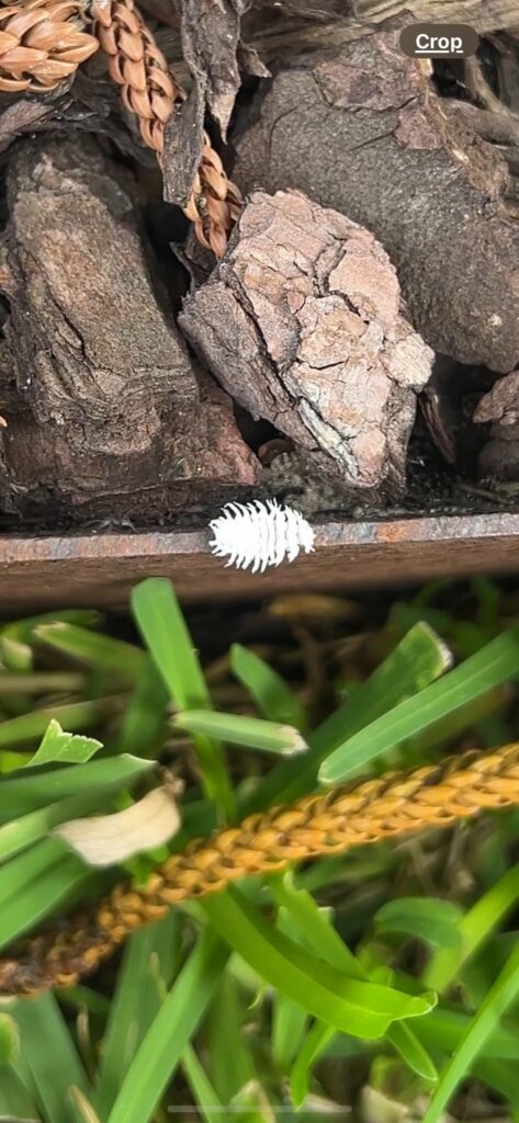 Literally hundreds of these in my garden! Friend or foe?