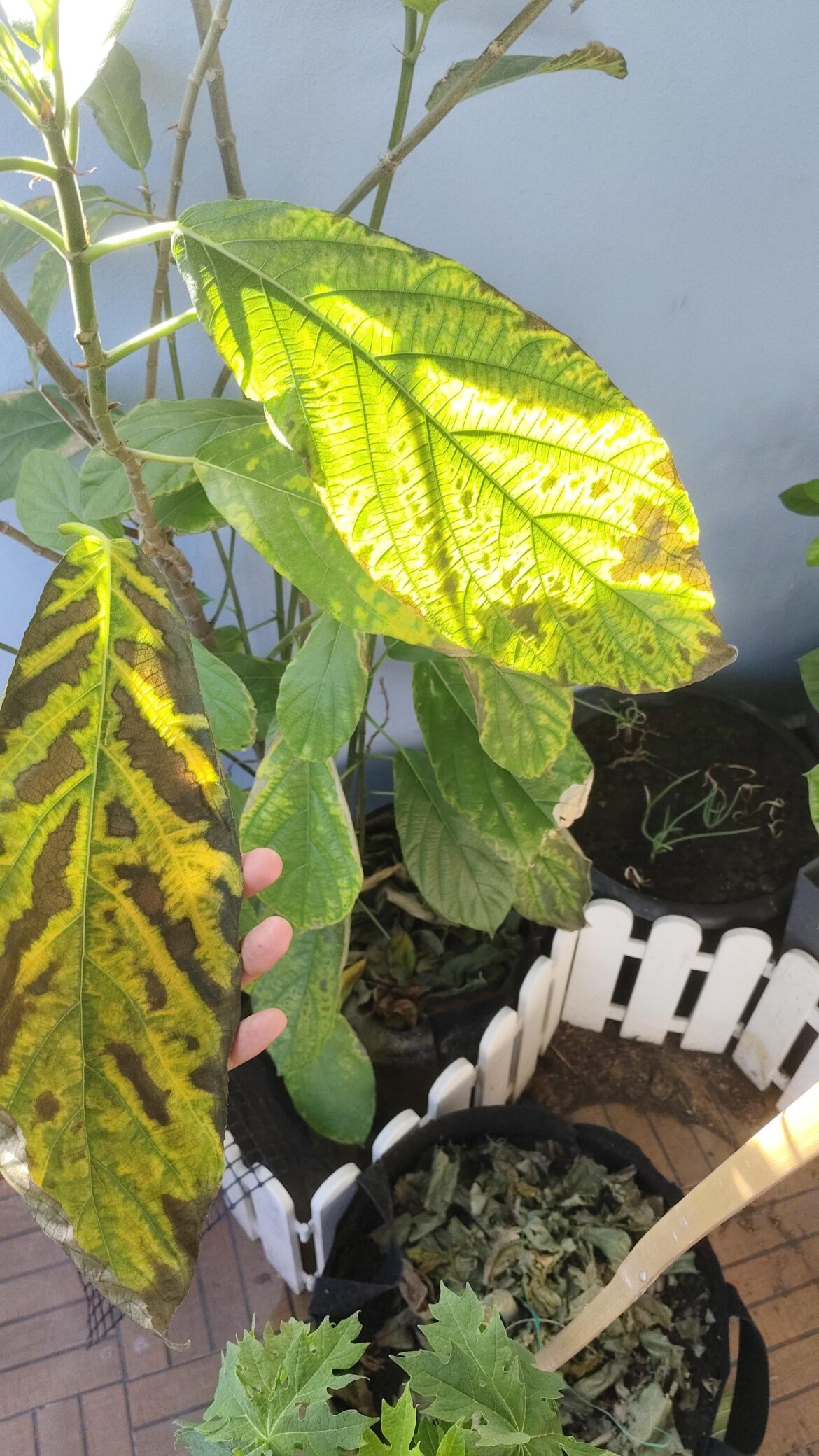 What's happing to my ficus hispida