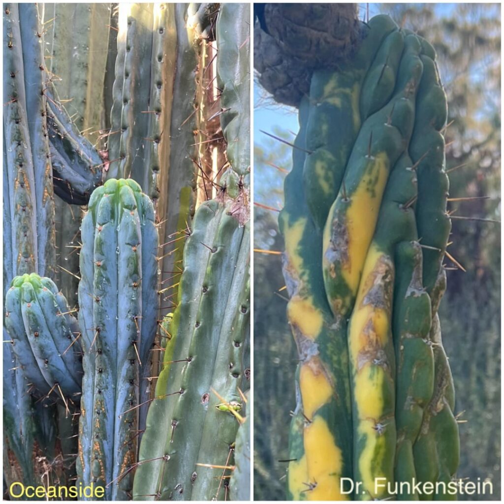 Winter solstice blessing redo! 😅