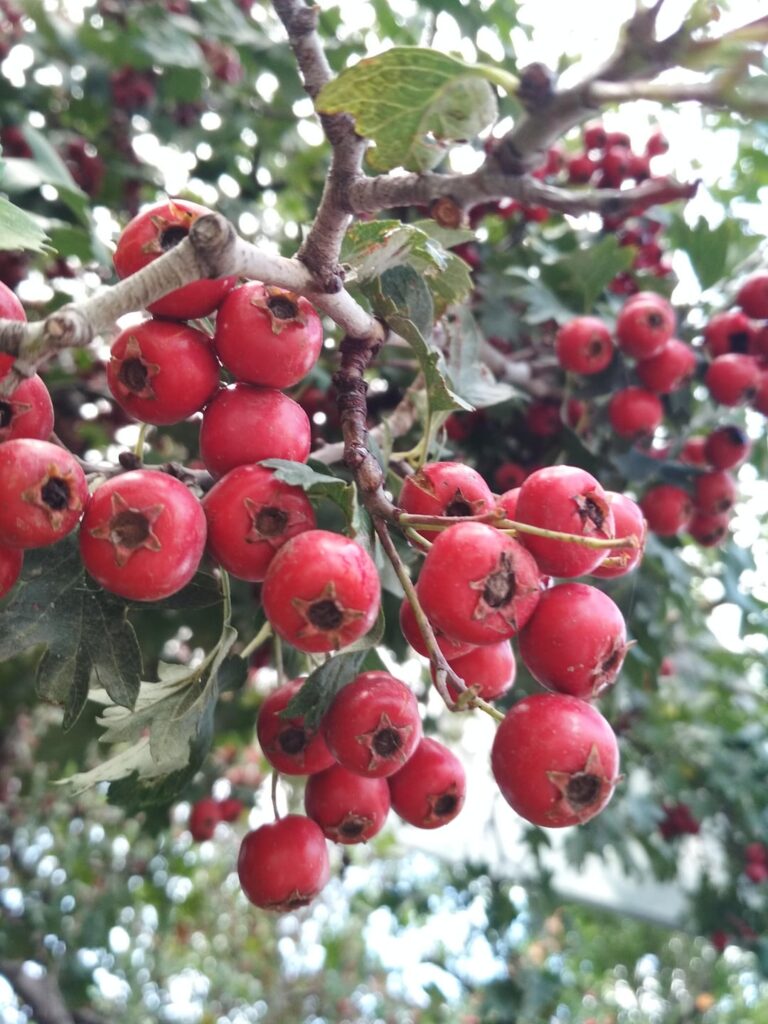 Hawthorn is Latin. Crataégus
