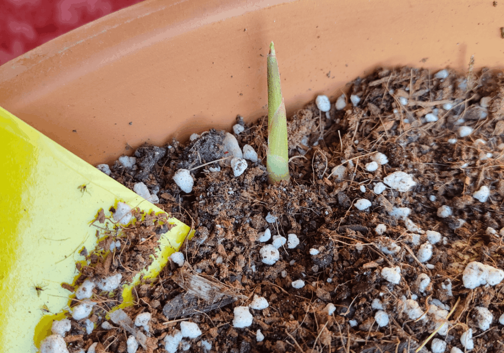 It's been 84 years. Please look at my ginger.