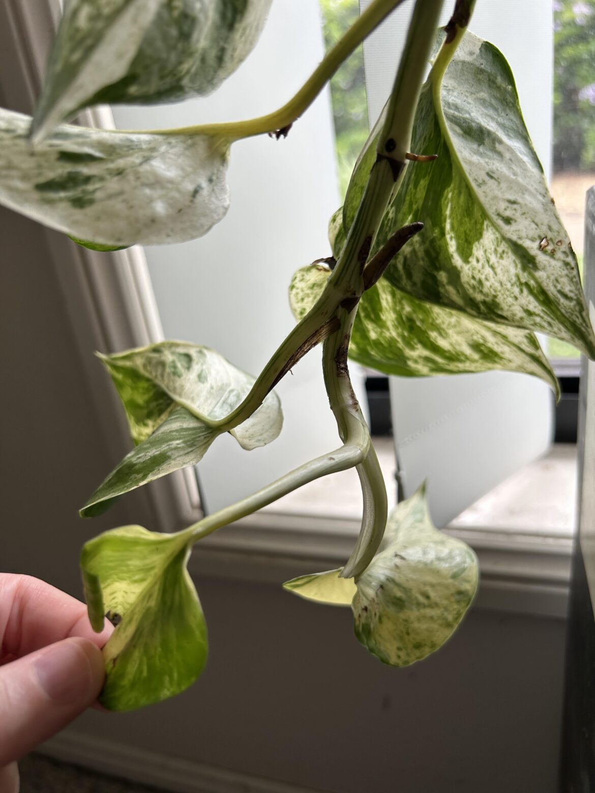 Help a new plant parent