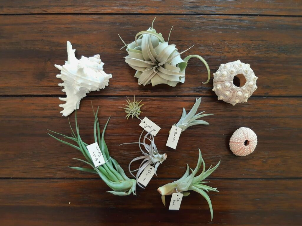 Shoutout to Air Plant Hub!