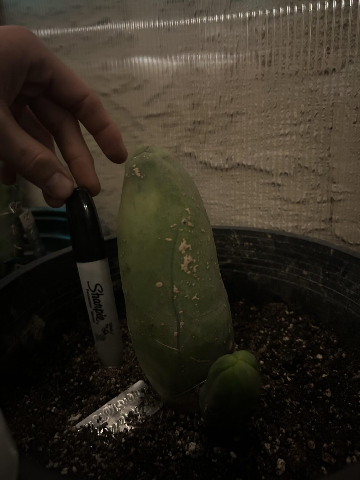 This dong is one hog