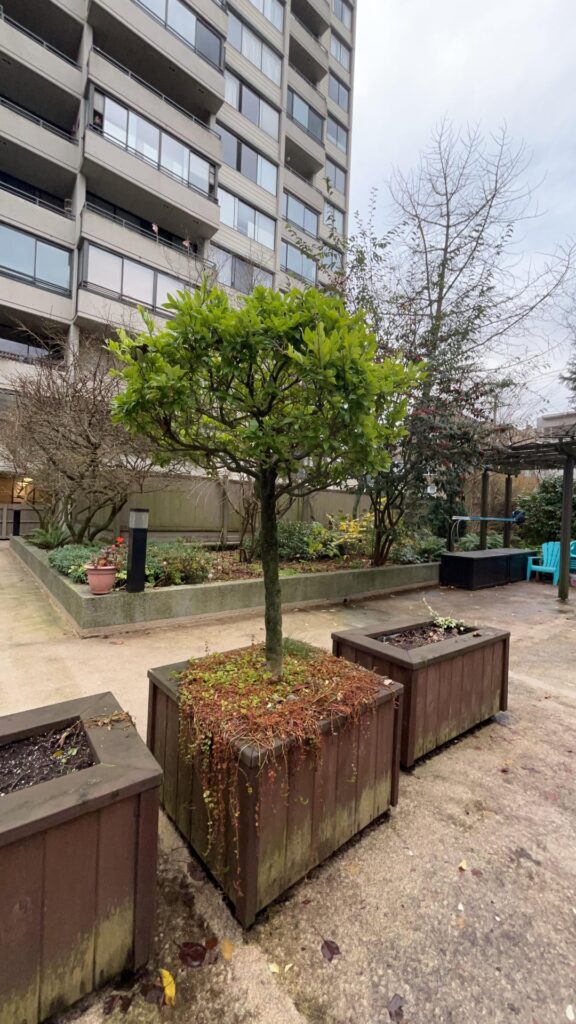 what type of trees are these???