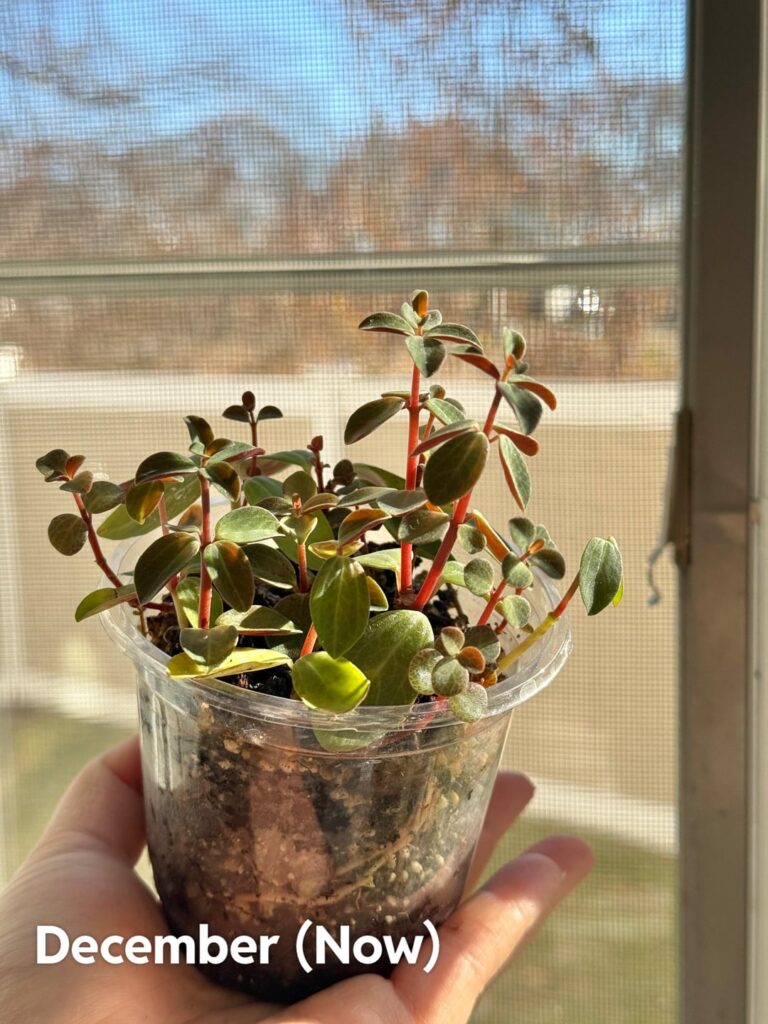 My pride and joy peperomia prop My pride and joy peperomia prop