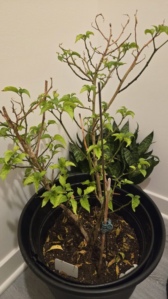 Need help saving my longtime pepper plant