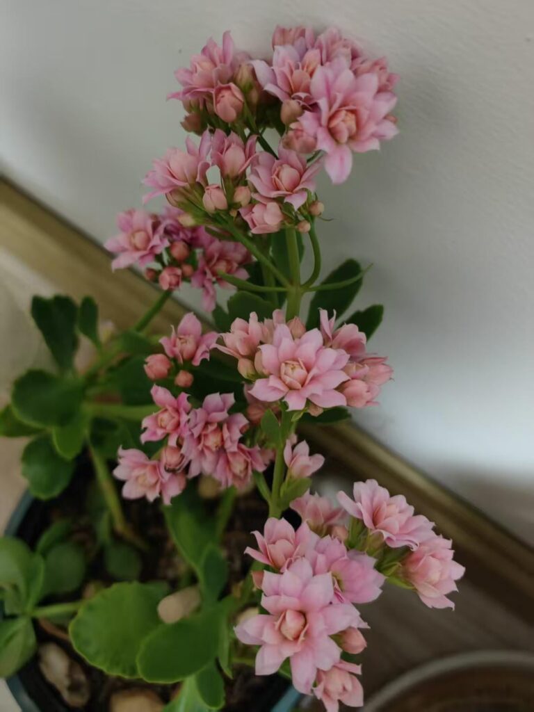 My Kalanchoe blooming on the last day of 2025