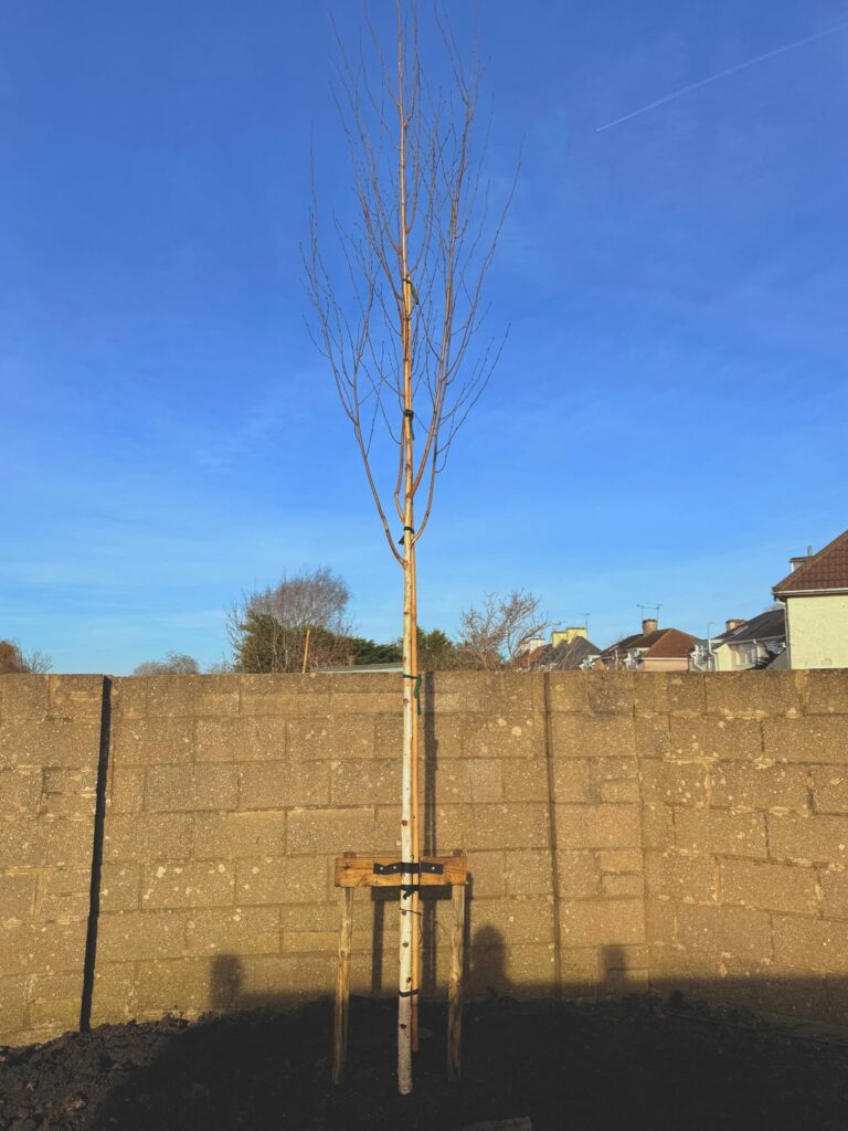 Just planted a 4.5 meter betula utilis jacquemontii ‘doorenbos’ in my garden. Just planted a 4.5 meter betula utilis jacquemontii 'doorenbos' in my garden.