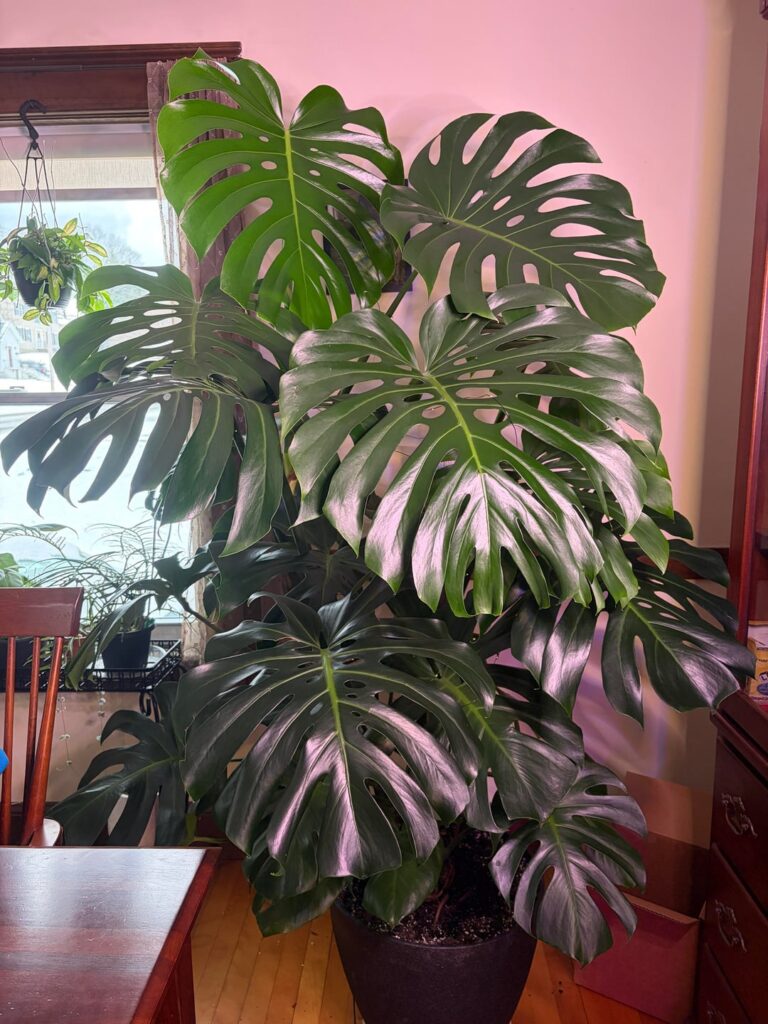 1 year 9 Months of growth. My prized posession