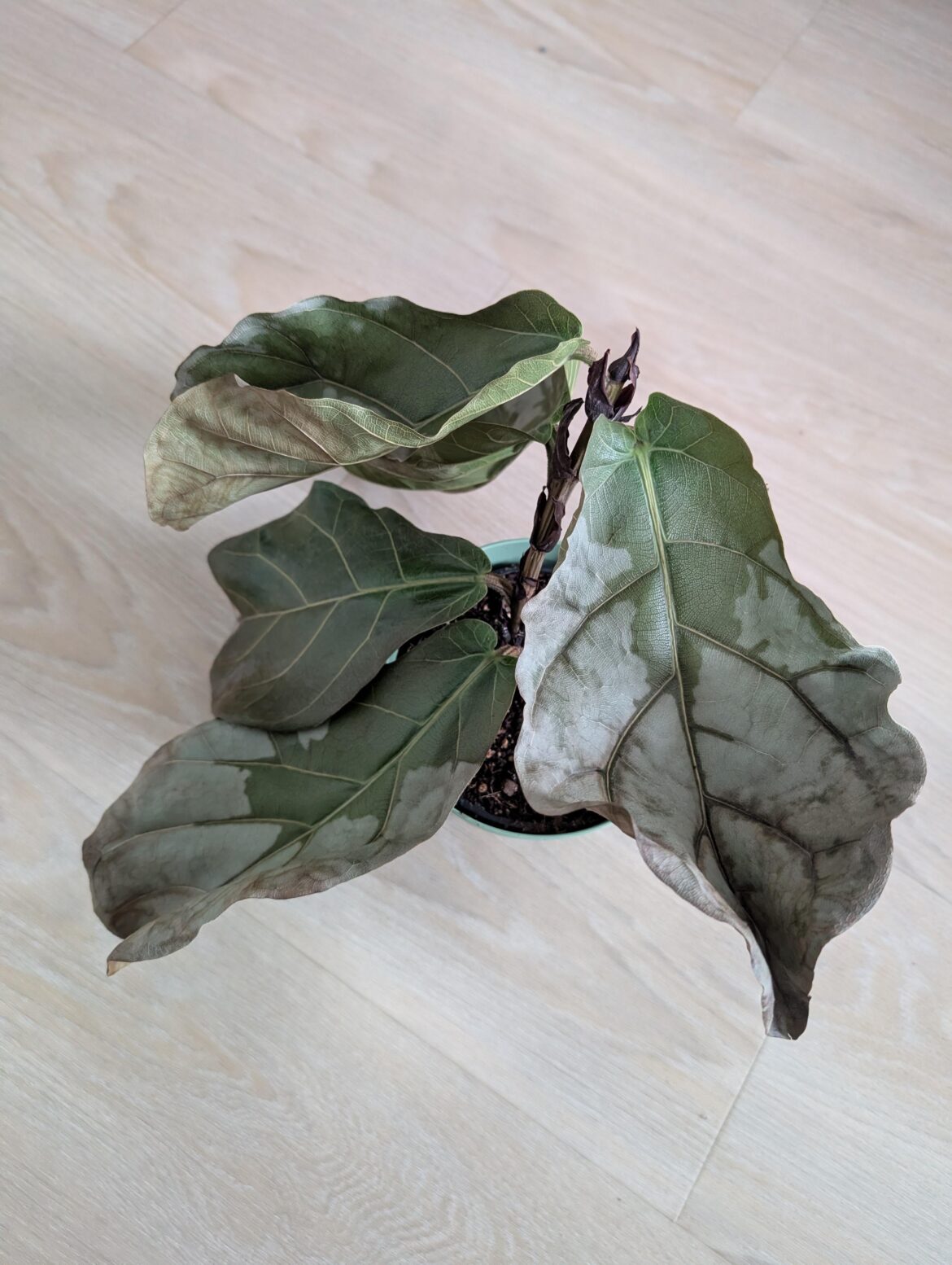 Fiddle leaf fig