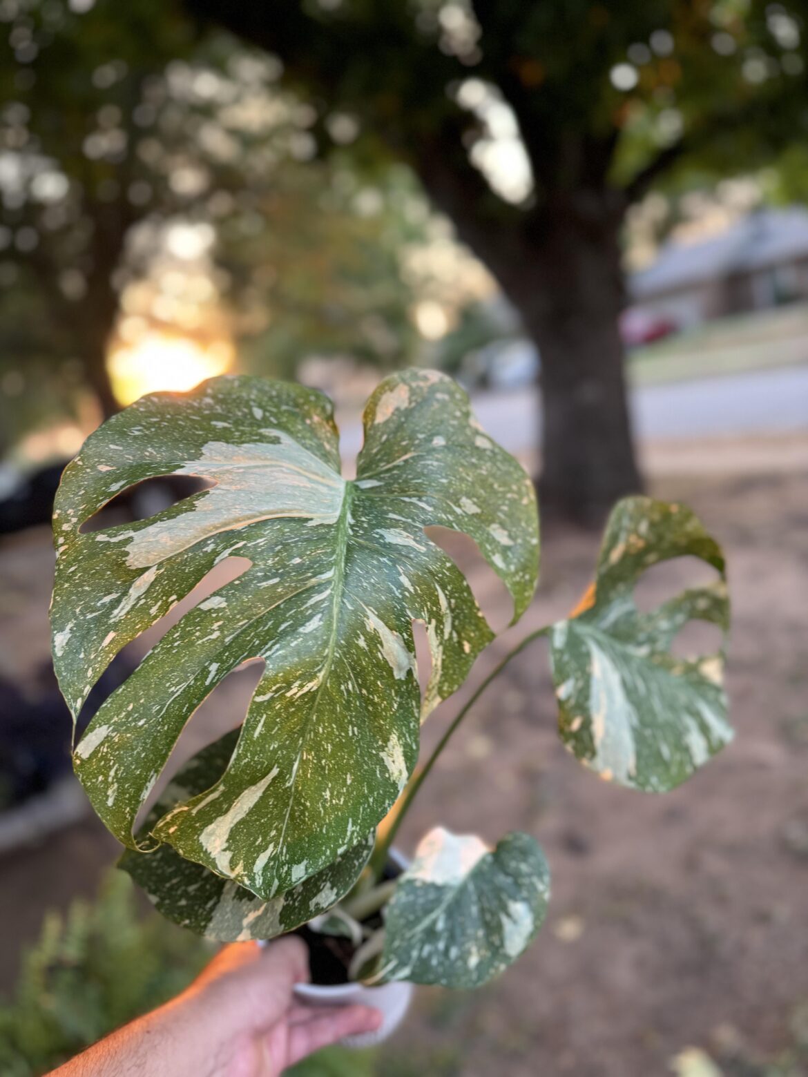 for $20 bucks i’ll TAKE IT! can’t wait to grow this one so big