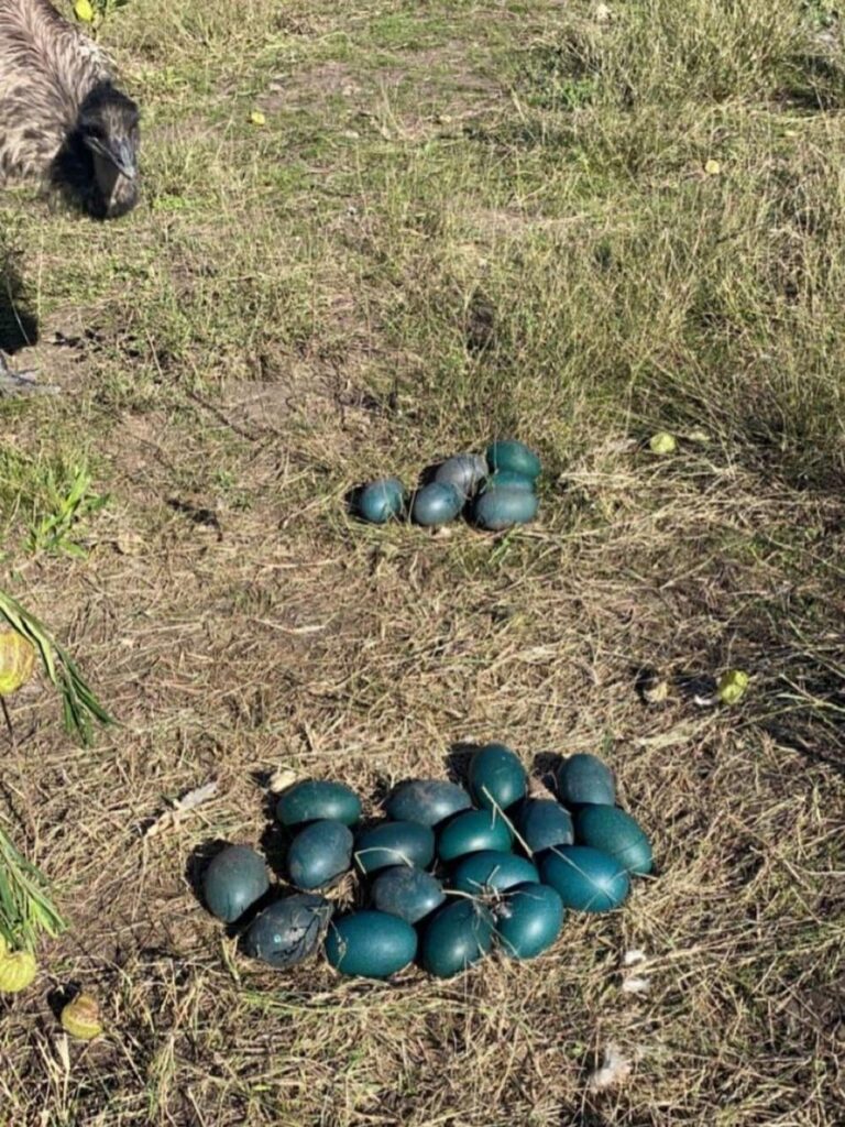 Breeding season is well and truly under way.