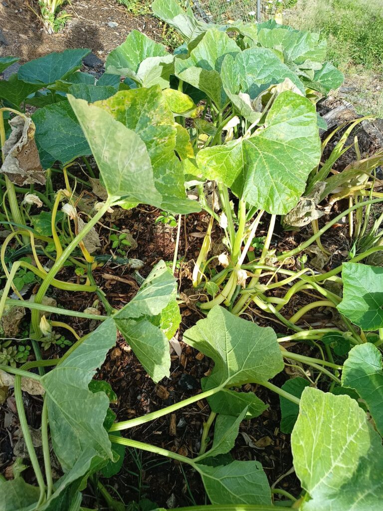 What is wrong with these pumpkins?