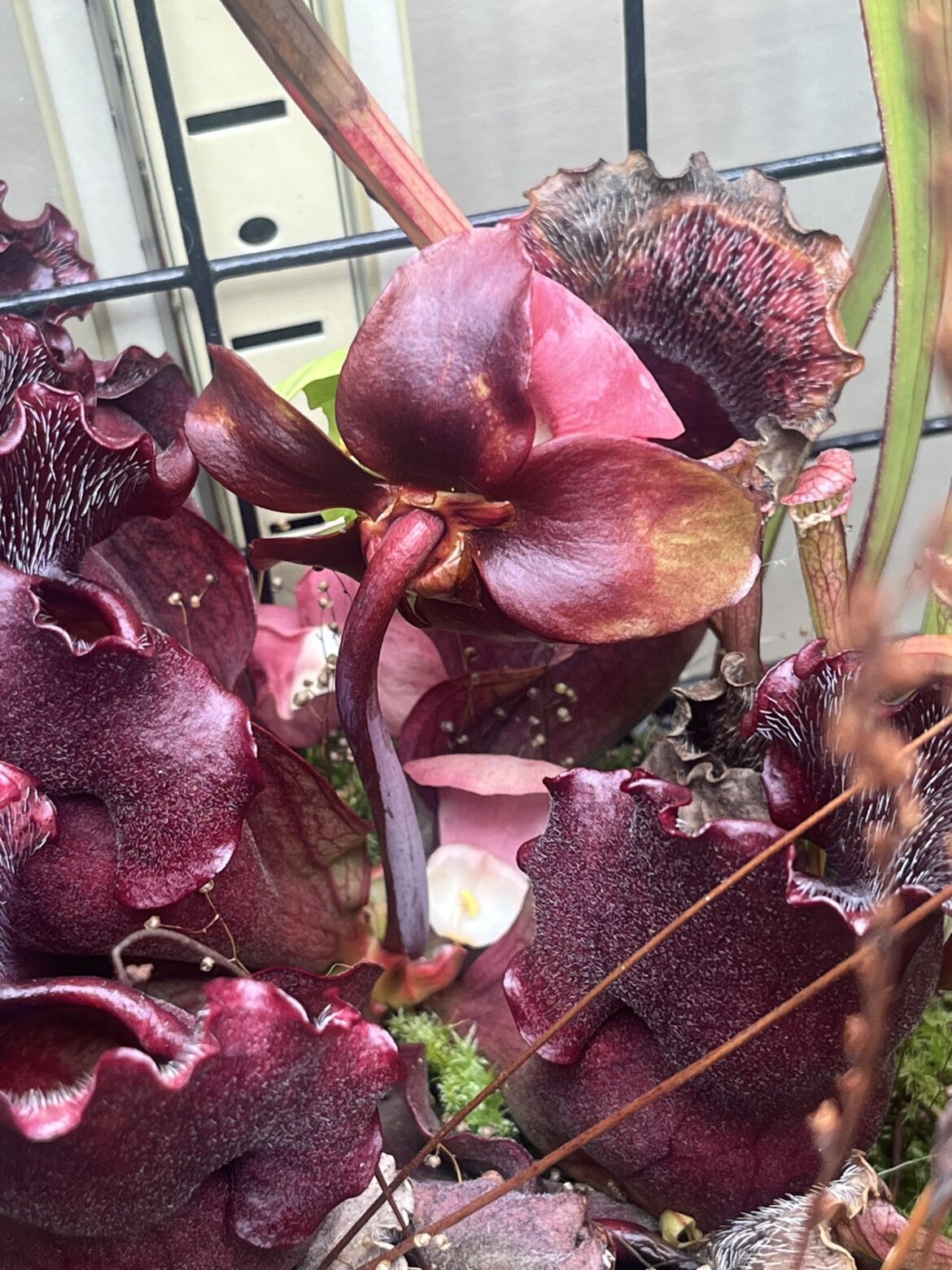 My Sarracenia purpurea flowered