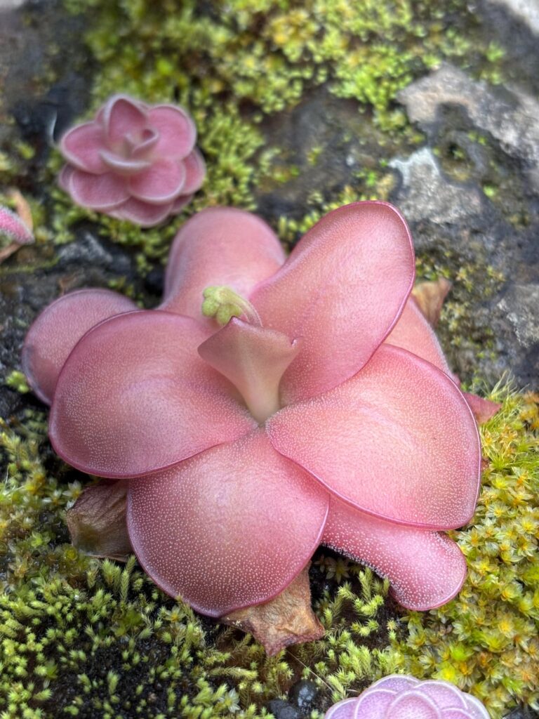 End of year ping blooms