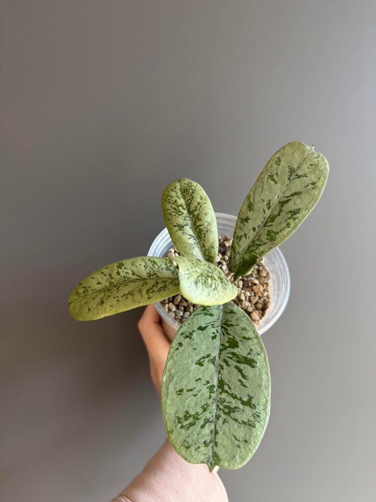 Some Hoyas from my collection