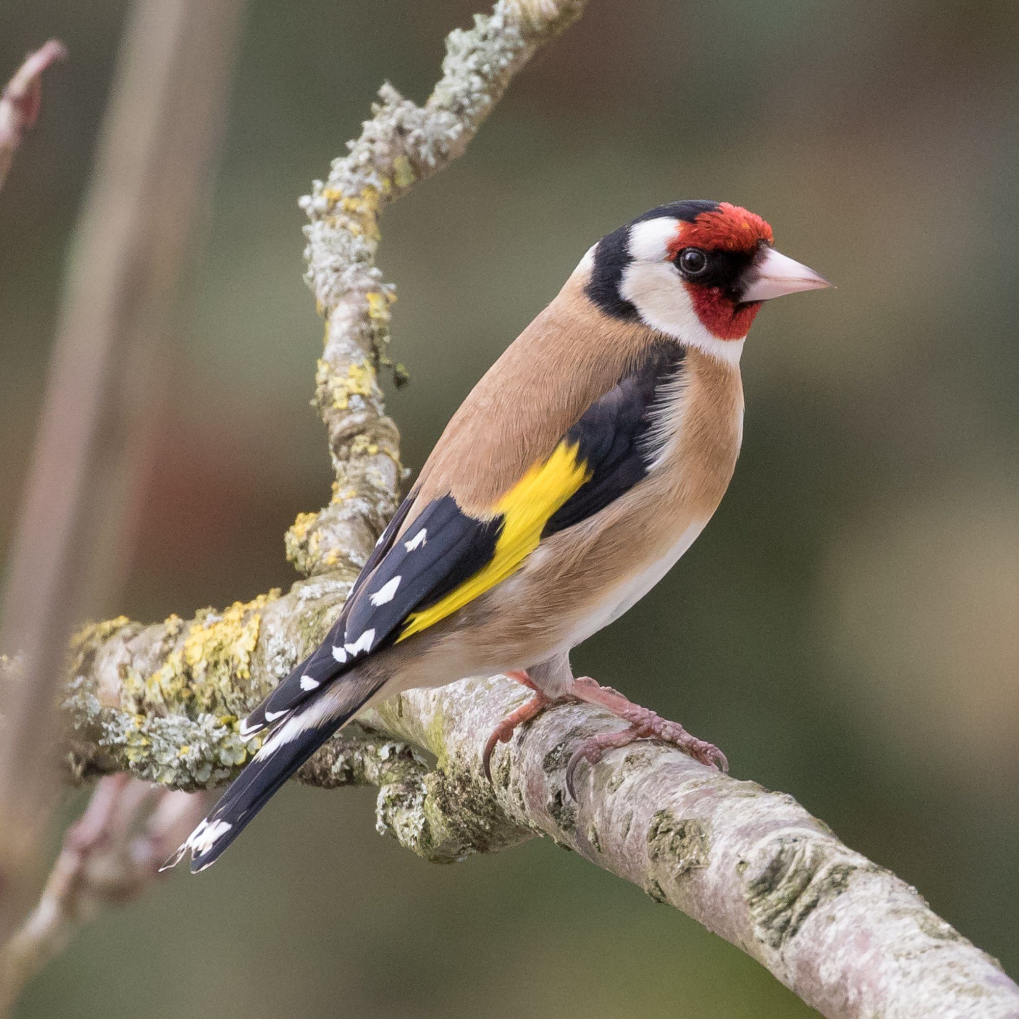 Goldfinch in garden