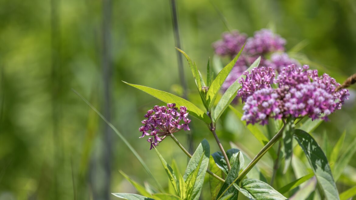 A proud homeowner shared the amazing transformation of part of their grassy lawn into a beautiful pollinator patch.