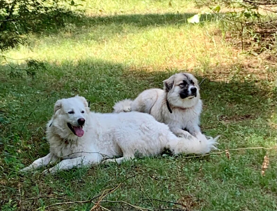 Question about LGD tracking and training collars.