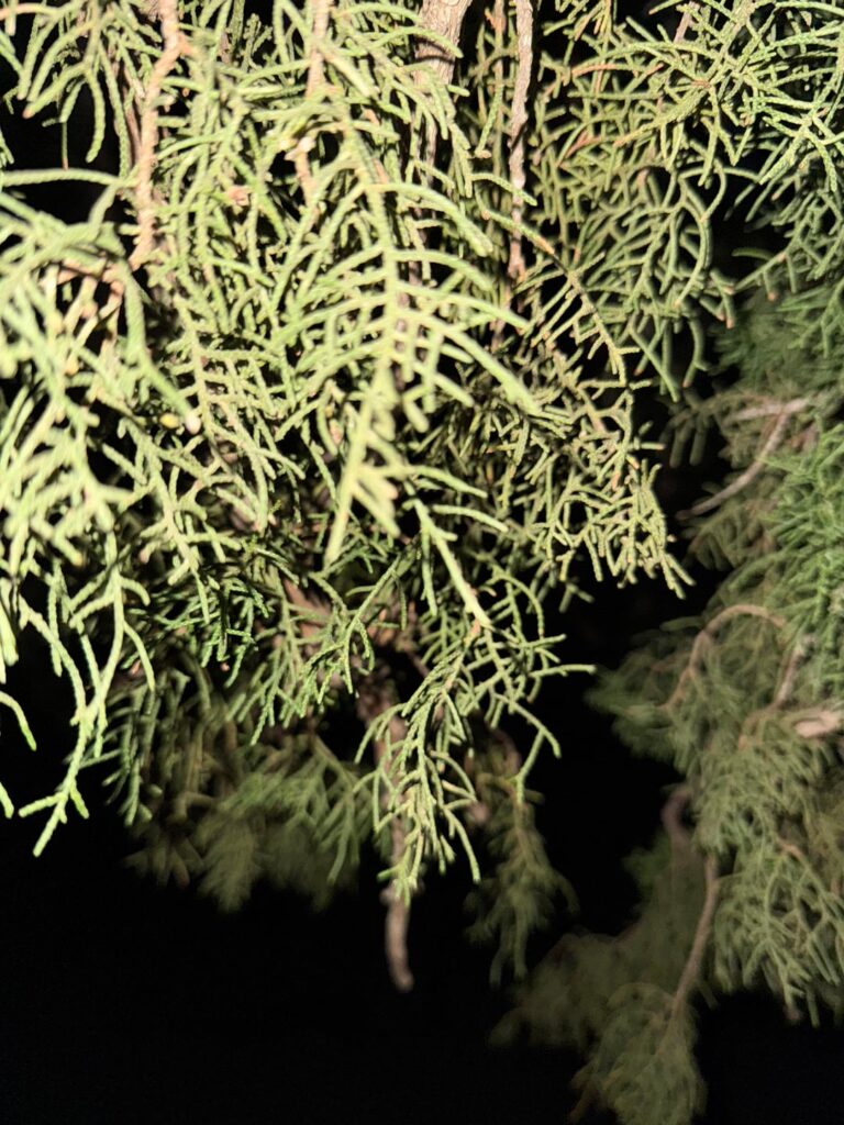 Help me settle a $100 bet