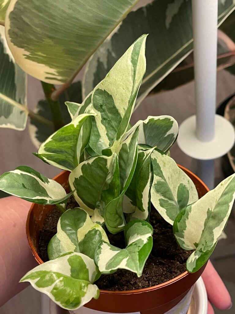 P&J? Njoy? Glacier? Mix?