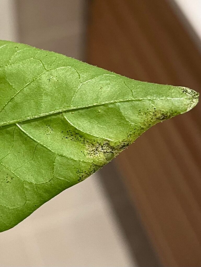 What is attacking my plant?