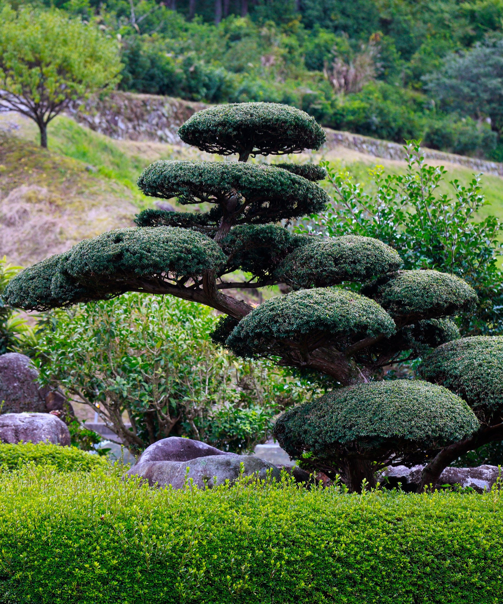 Nikwaki tree, cloud pruned tree, Japanese garden
