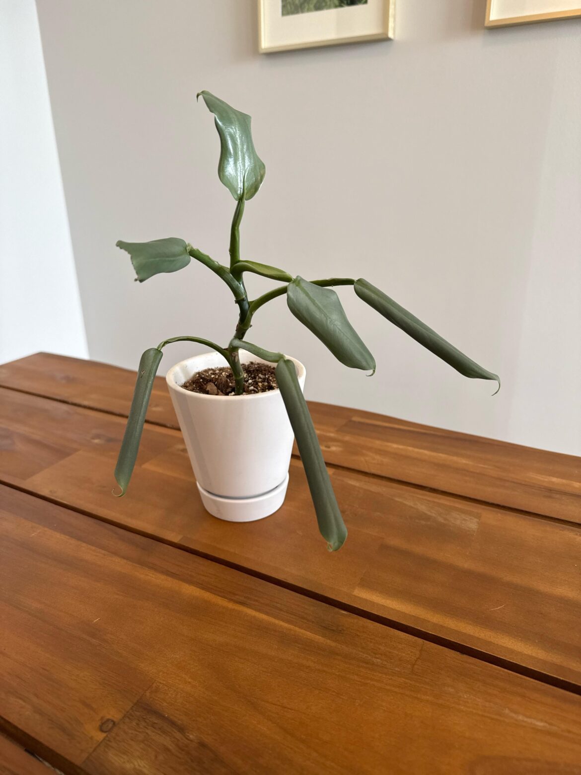 Free cutting from a plant shop