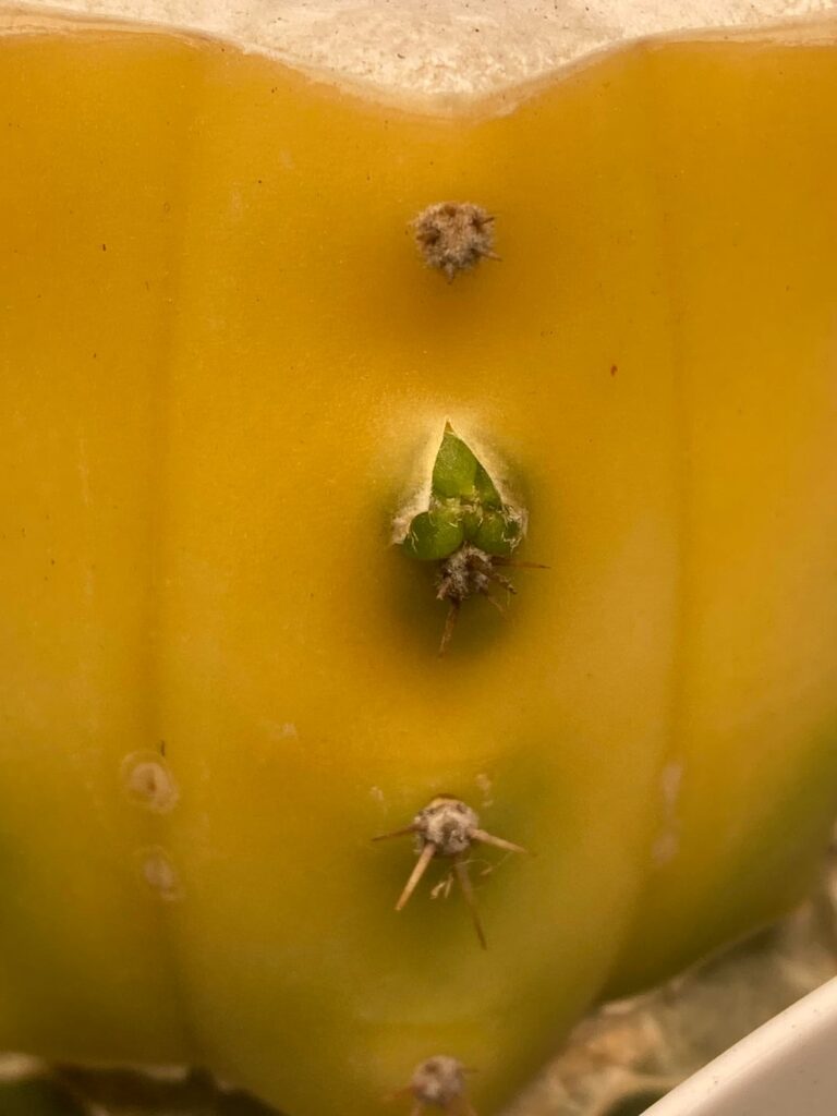 Green pup 🐶 Green pup 🐶