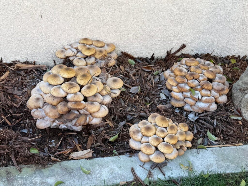Mushrooms growing in my mulch…will it kill any trees near it?