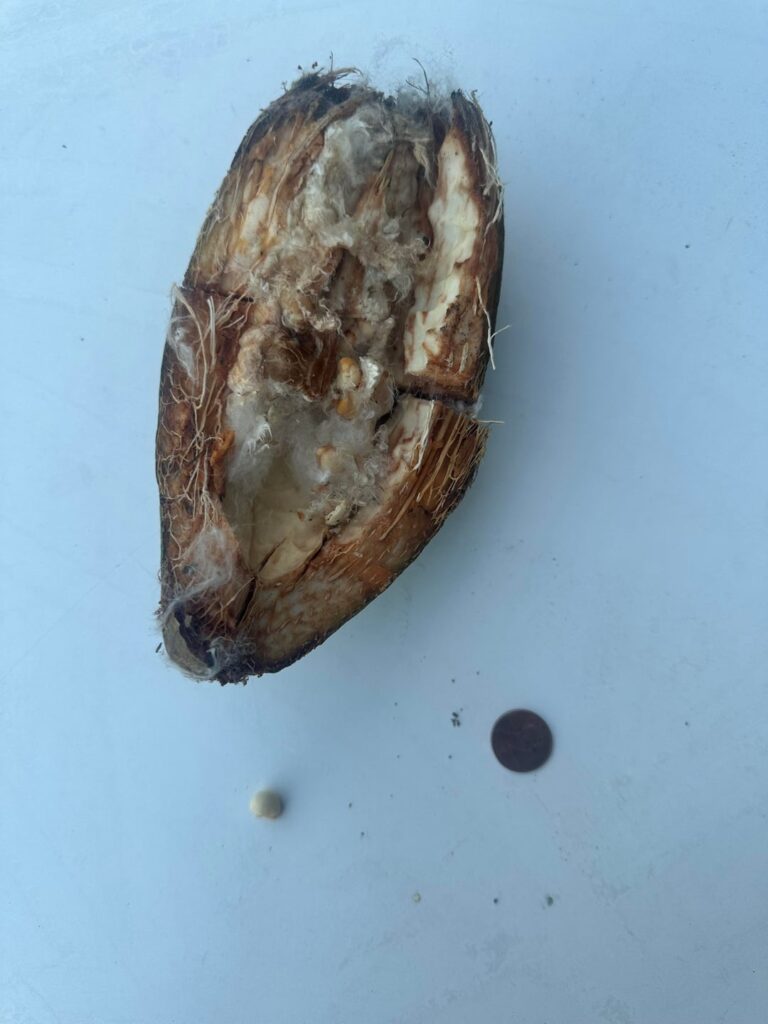 What is this? Where did it come from?