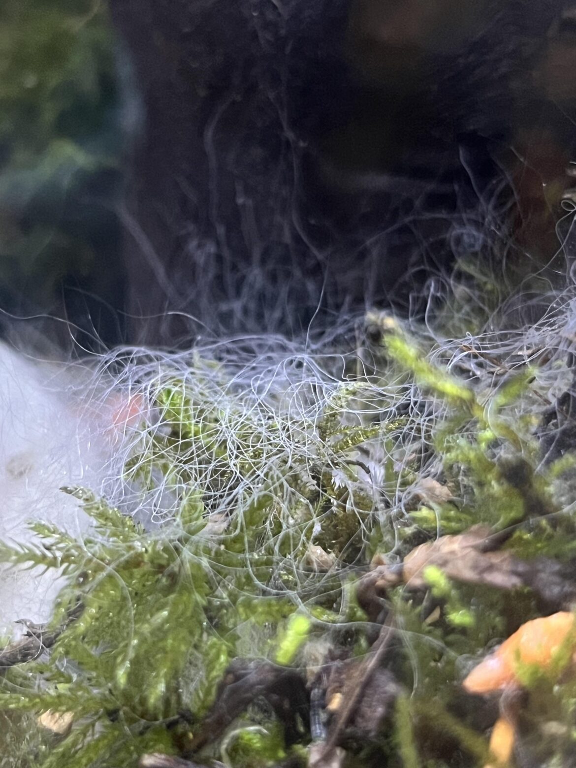 White hairs in mossarium? White hairs in mossarium?