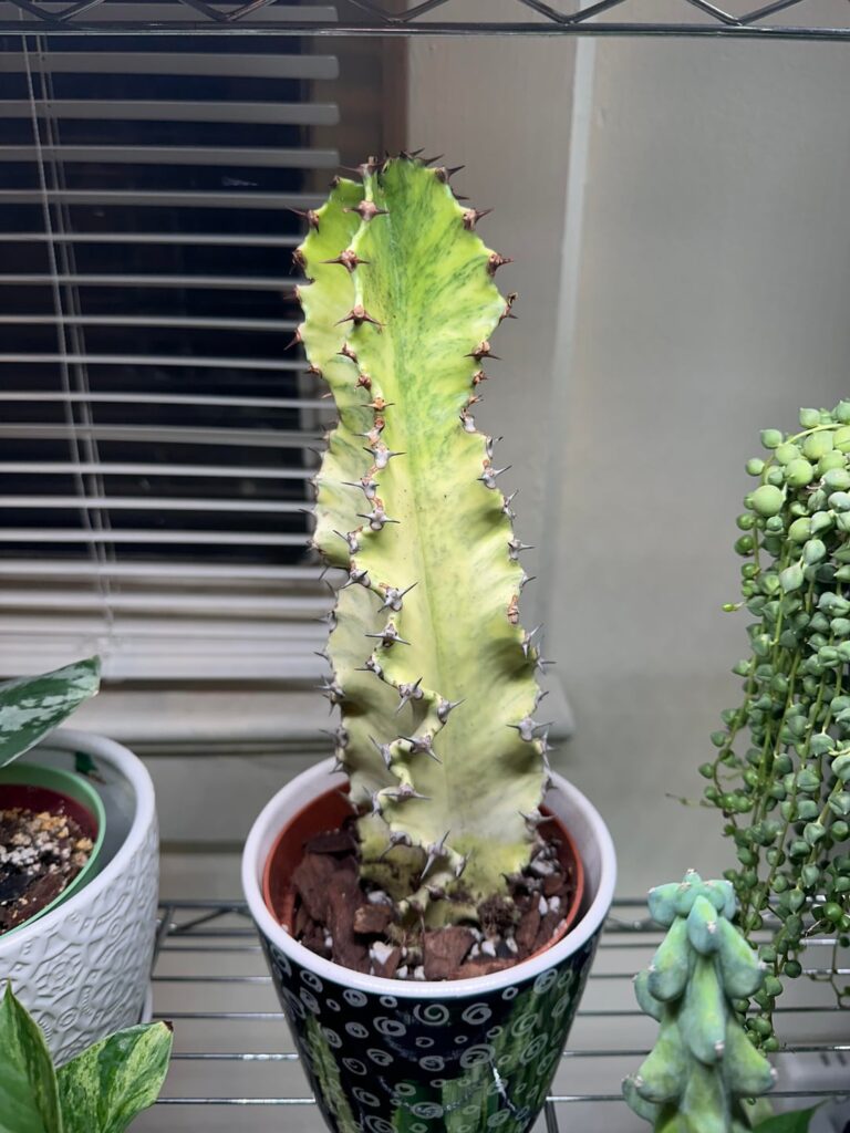 How to know when to water?