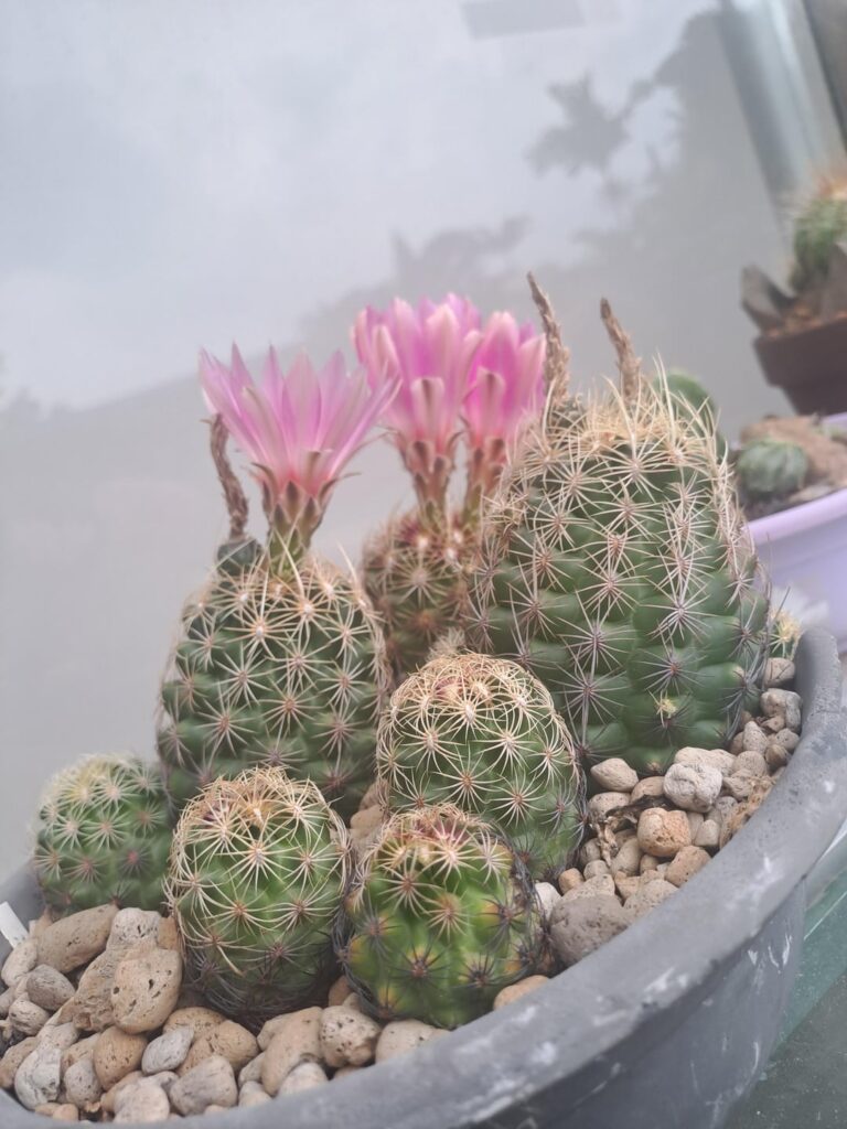 Thelocactus bicolor var schwazi : one year later