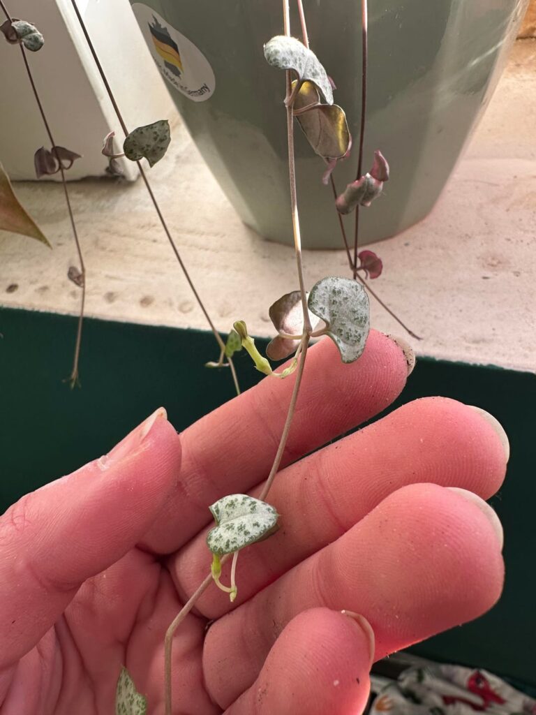 String of hearths flowers in winter?