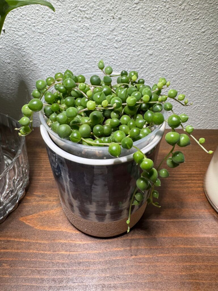 Watering Pearl Watering Pearl